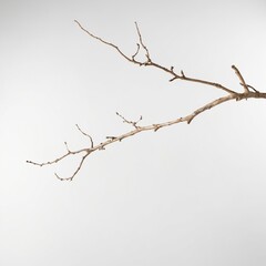 Fototapeta premium Dry branch of a tree isolated on plain background