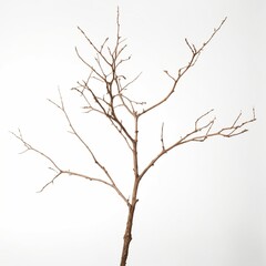 Fototapeta premium Dry branch of a tree isolated on plain background