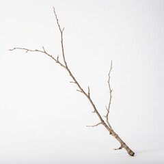 Fototapeta premium Dry branch of a tree isolated on plain background