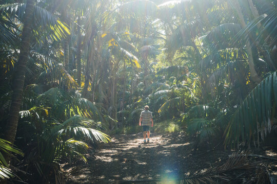 Man walking on a trail in the tropical forest, Lord Howe Island, Australia