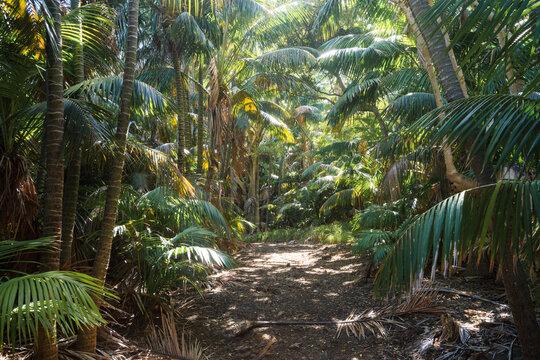 Fototapeta Trail in the tropical forest, Lord Howe Island, Australia