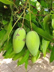  Closeup of lush green young mangoes hanging on tree in Mekong Delta Vietnam.