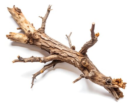 dried tree branch isolated on a white background