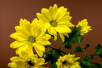 Close-up of Bright Yellow Chrysanthemum Copa Flowers