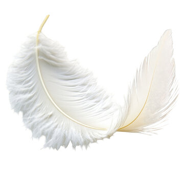 Fototapeta single white feather on plain background