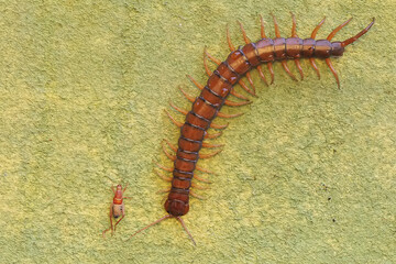 A centipede ready to prey on a cricket. This multi-legged animal has the scientific name Scolopendra morsitans.