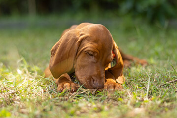 Hungarian Vizsla puppy dog looking cute lying down playing with long grass