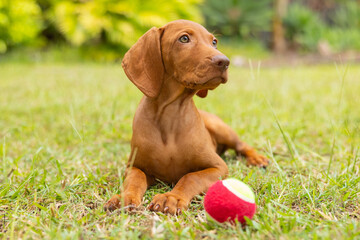 Hungarian Vizsla puppy dog lying down playing with tennis ball looking cute posing for the camera