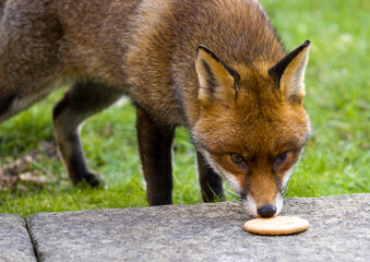 A Curious Fox Is Sniffing a Cookie