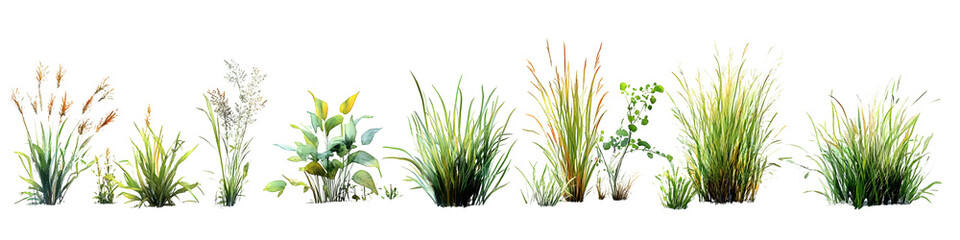 Watercolor Grass & Wildflower Branches Isolated on White Background