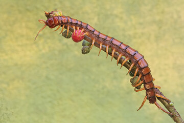 A centipede hunting small insects in the bushes. This multi-legged animal has the scientific name Scolopendra morsitans.
