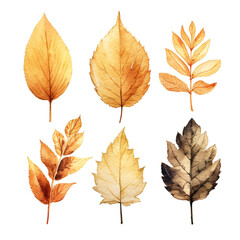 Gold leaves isolated , set leave and camomile, white background. Vector illustration antique watercolor set of branches with gold leaves on a white background

