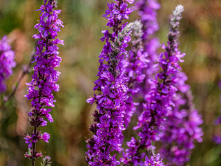 Obraz premium Purple Loosestrife Colorful assed Wands