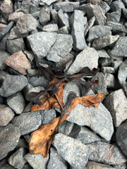withered frangipani flowers on coral stones