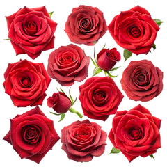 Beautiful Red Roses Dark Background Floral Design love buds rich deep bloom image plant   