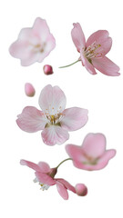 Soft pink cherry blossoms floating gracefully