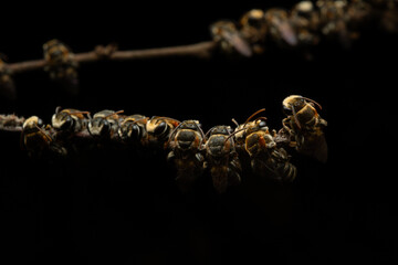 swarm of Thai Epaulette-Nomia sweat bees (Pseudapis siamensis) sleeping on dried stem at night, with solid black background