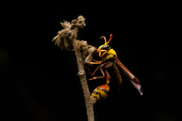 yellow and black potter wasp (Delta campaniforme) sleeping on bush plant bud at night, with solid black background