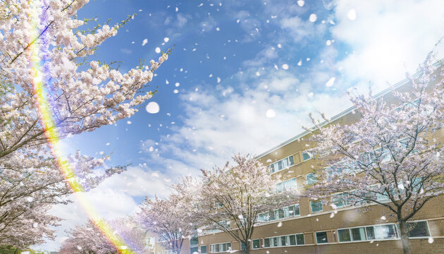 日本の春・桜並木の道と学校の校舎 　眩しい太陽の日差しとレンズフレア　風に舞い散る花びら花吹雪美しい満開の桜に青空とさわやかな雲の景色の背景　入学・卒業・入社・新生活・花見・はじまり・希望のイメージ壁紙