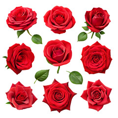 Realistic Red Roses Collection Beautiful Floral Design Elements leaf love dark plant bloom