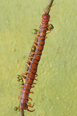 A centipede hunting small insects in the bushes. This multi-legged animal has the scientific name Scolopendra morsitans.
