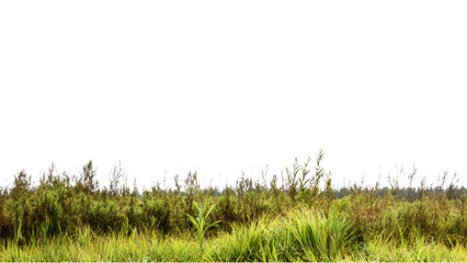 Fototapeta premium Golden Hour Sunset landscape concept. Lush grassland on transparent background.