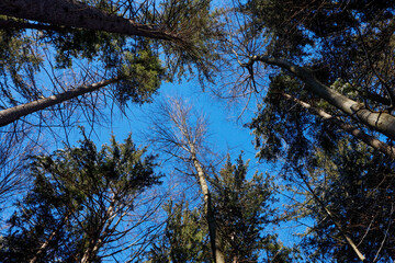View of treetops against a clear blue sky