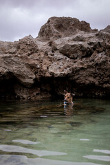 Fototapeta premium Brown dog stands in water and looks for fish