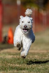 Pumi Running Lure Course Sprint Dog Sport