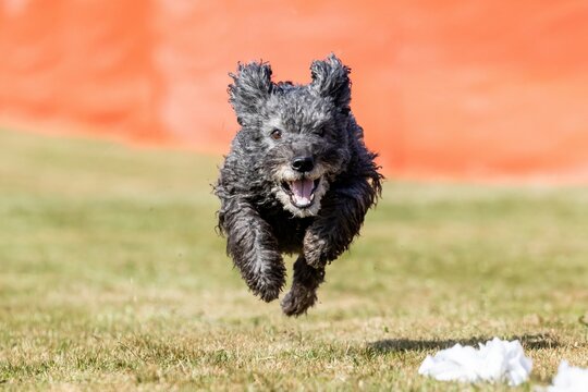 Pumi Images – Browse 802 Stock Photos, Vectors, and Video | Adobe  