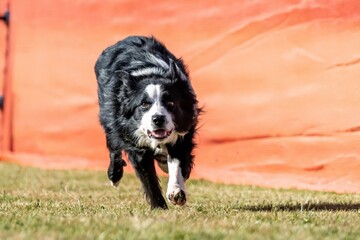 Fototapeta premium Border Collie Running Lure Course Sprint Dog Sport