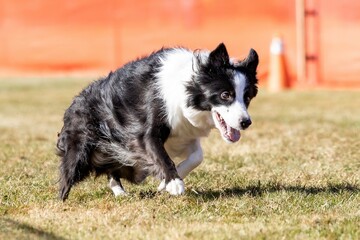 Border Collie Running Lure Course Sprint Dog Sport