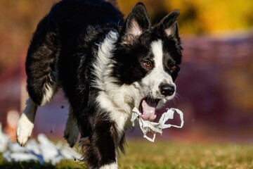 Border Collie Running Lure Course Sprint Dog Sport