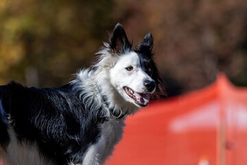 Border Collie Running Lure Course Sprint Dog Sport