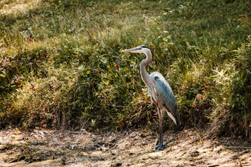 Blue Heron Looking for Fish by Pond