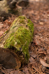 Moss: Nature's Soft Green Blanket