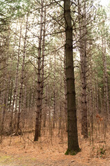 Among the Pine Tree Forest