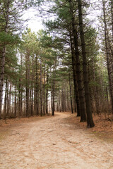 Going for a Tranquil Forest Walk