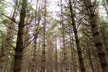 Looking into the Pine Forest