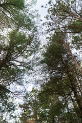 Looking Up Into The Pines