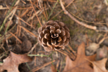 Intricate Patterns of a Pine Cone