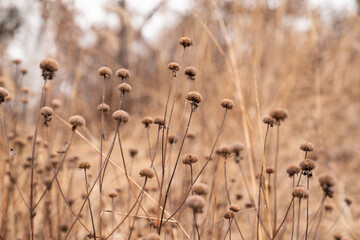 Faded Blooms Telling Nature's Story