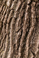 Textured Layers Revealing Tree's Story