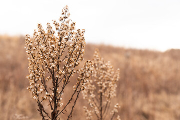 Whispers of Autumn in the Meadow