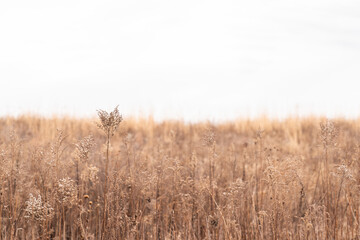 Golden Remnants of a Fading Meadow