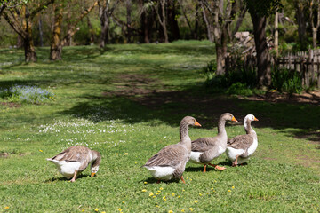 Geese Family Walking and Grazing on Grass at Rustic Farm