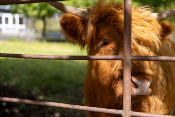 Brown Highland Cow Close up Behind Rustic Farm Gate