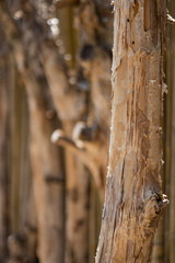 Rustic Bark flaking off Trees in a row background