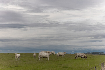 Herd of Cattle Under Stormy Cloudy Sky