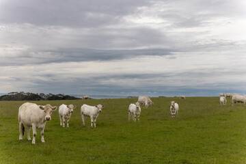 White Cattle in Field looking at camera with dark clouds